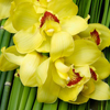 Желтая орхидея